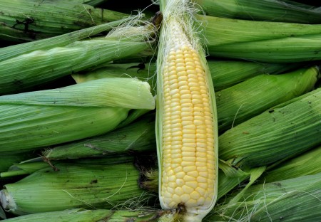 Sweet corn from Stoney Plains Organic Farm. Photo copyright 2013 by Zachary D. Lyons.